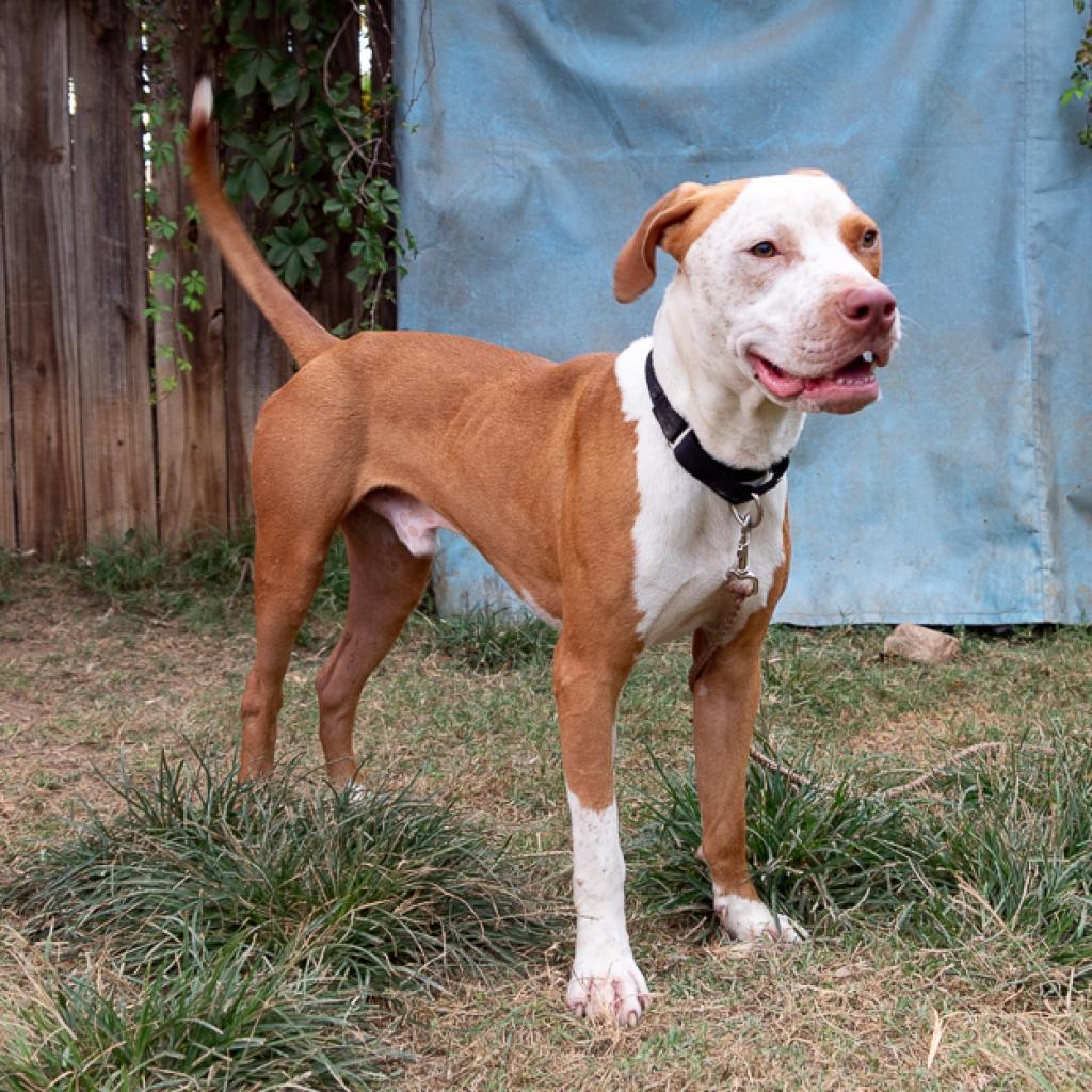 Enlarge Front Porch, a Adoptable Pit Bull Terrier in Austin, TX image 2/6
