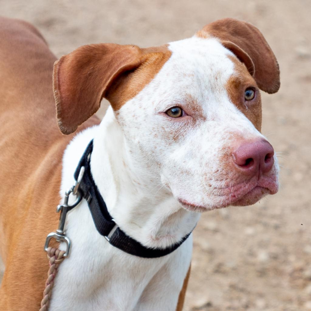 Enlarge Front Porch, a Adoptable Pit Bull Terrier in Austin, TX image 3/6