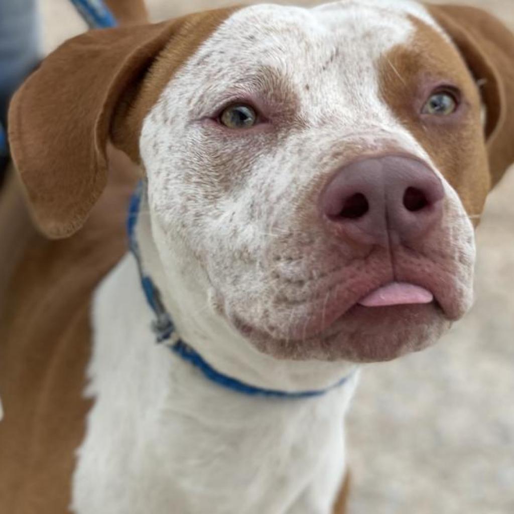 Enlarge Ginger Crisp, a Adoptable mixed breed in Austin, TX image 5/6
