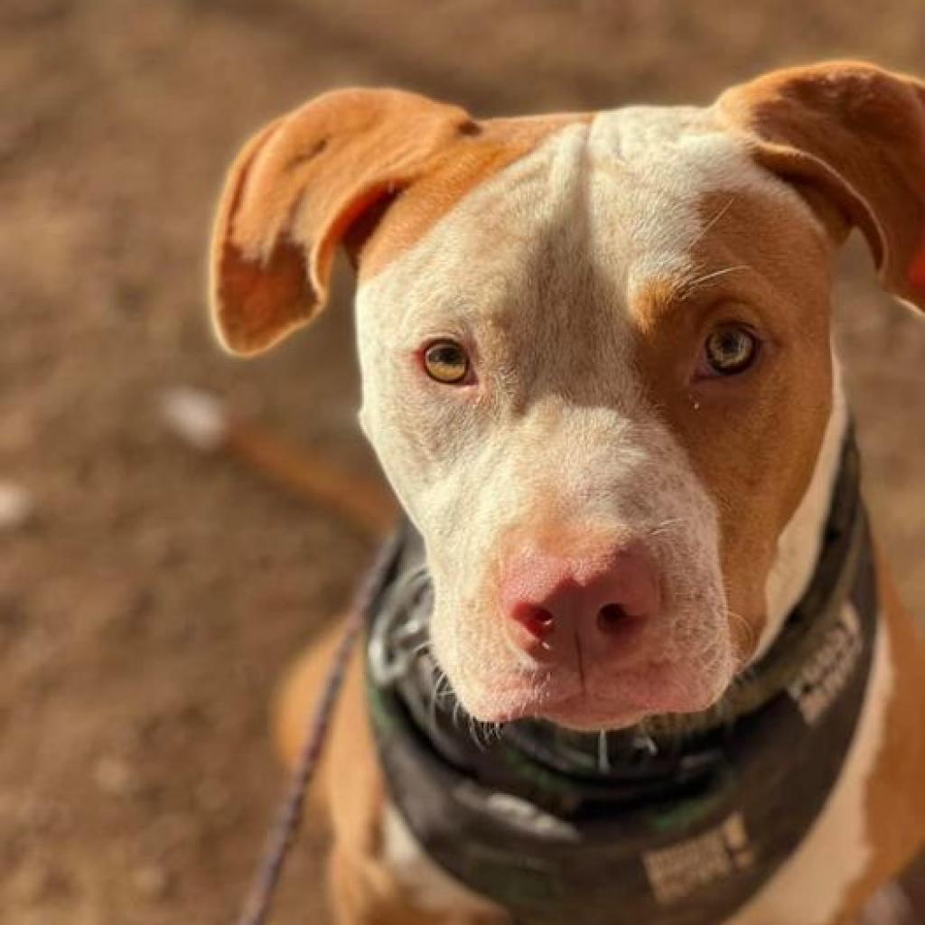 Enlarge Front Porch, a Adoptable Pit Bull Terrier in Austin, TX image 5/6