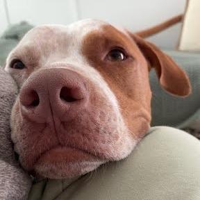 Enlarge Front Porch, a Adoptable mixed breed in Austin, TX image 6/6