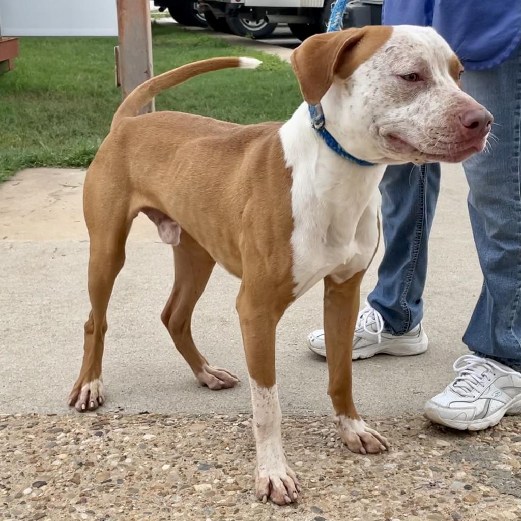 Enlarge Front Porch, a Adoptable Pit Bull Terrier in Austin, TX image 6/6