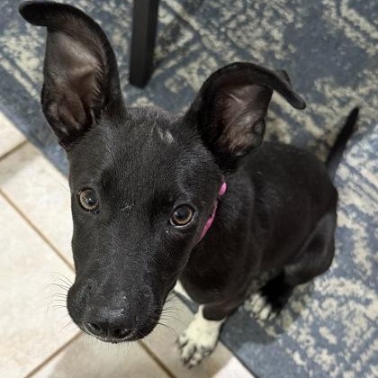 Enlarge Kona, a ADOPTABLE mixed breed in The Colony, TX image 2/3