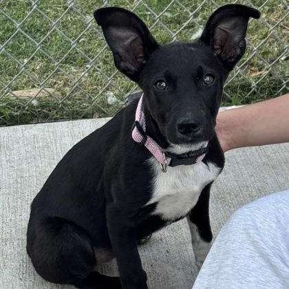 Enlarge Kona, a ADOPTABLE mixed breed in The Colony, TX image 3/3