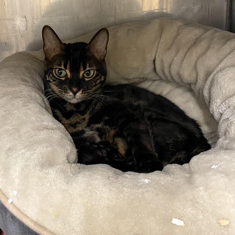 Nirvana, Adoptable, Adult Female Bengal.