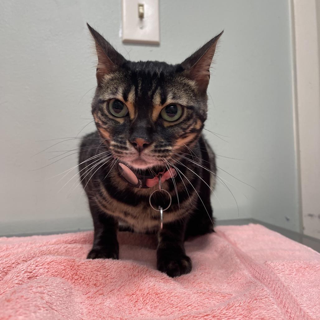 Nirvana, Adoptable, Adult Female Bengal.