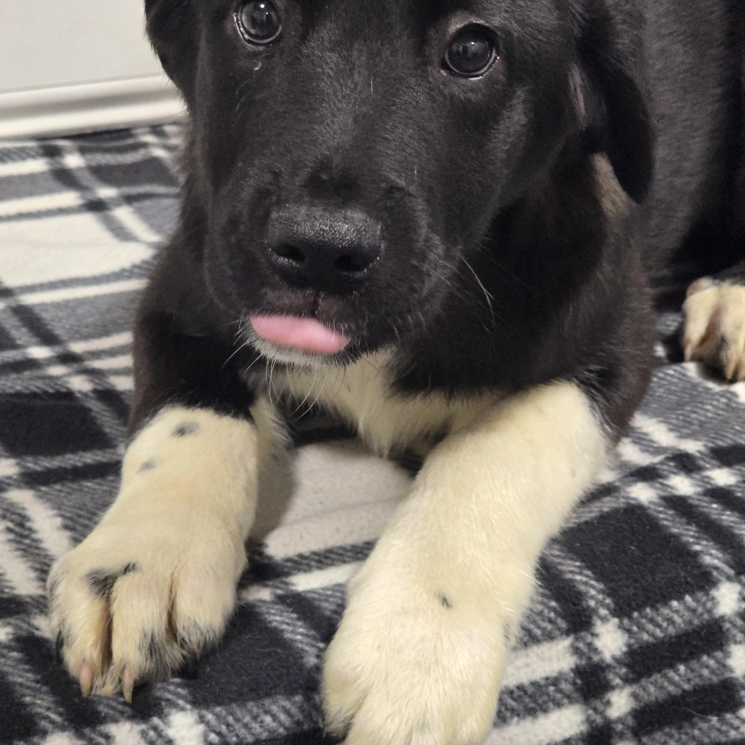 Enlarge McKenzie , an adopted mixed breed in Dandridge, TN image 1/1