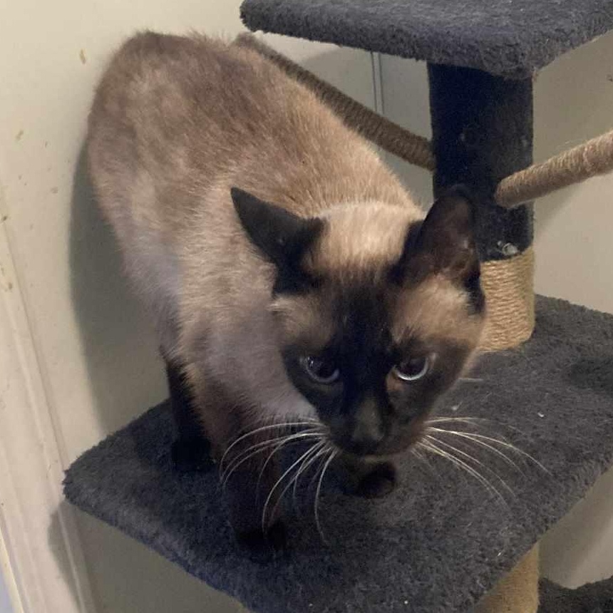 Enlarge Jasmine, an adopted Siamese in St. Marys, WV image 3/3