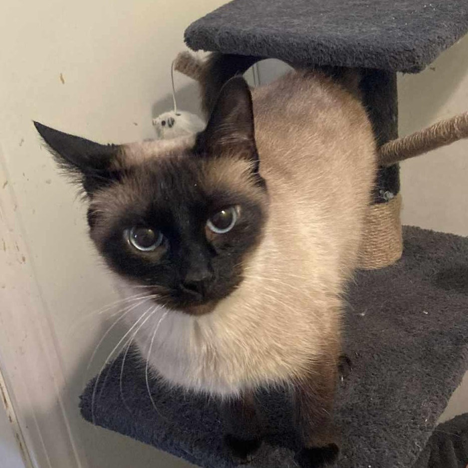 Enlarge Jasmine, an adopted Siamese in St. Marys, WV image 2/3