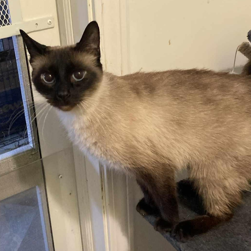 Enlarge Jasmine, an adopted Siamese in St. Marys, WV image 1/3
