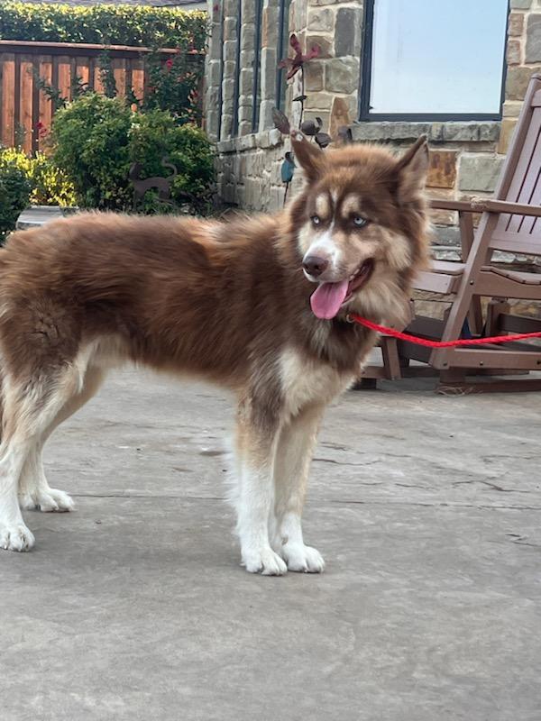 COGNAC...located in Texas