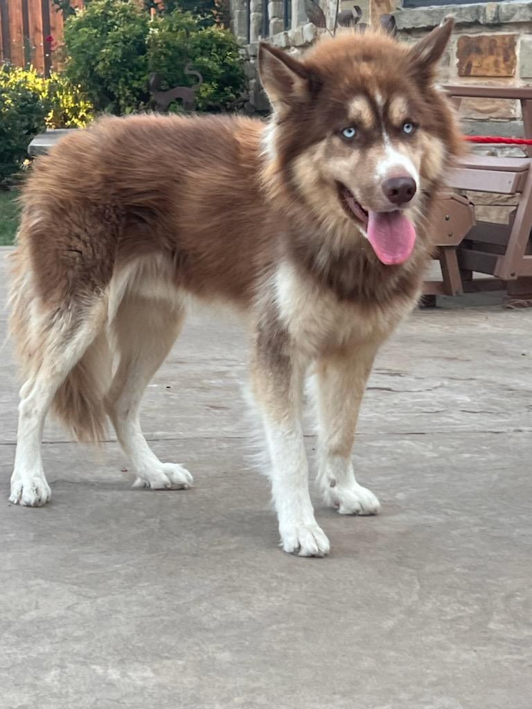 COGNAC...located in Texas