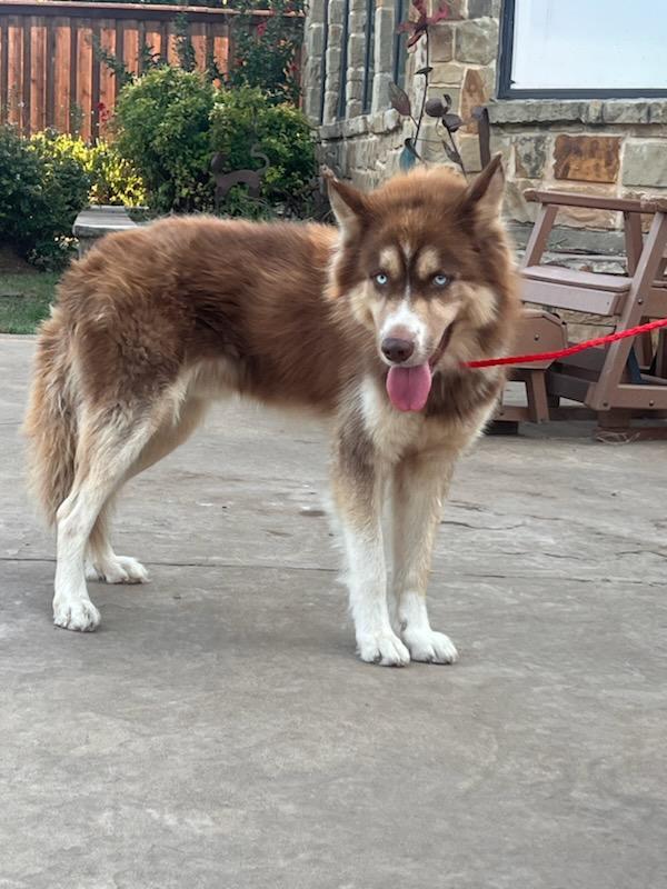 COGNAC...located in Texas