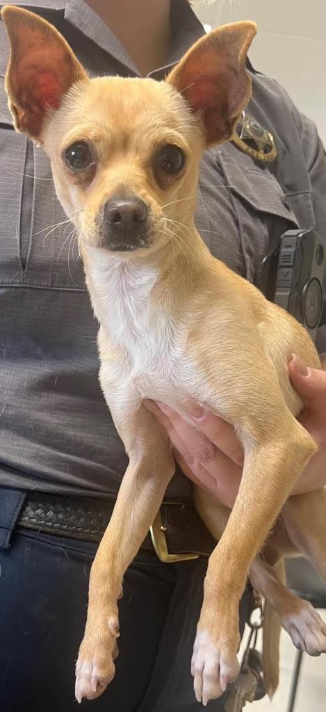 Whitney, an adopted Chihuahua in Oakdale, CA_image-1