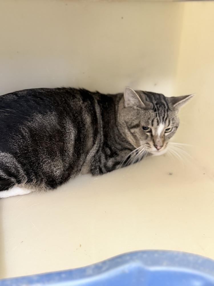 Enlarge Larry, a Adoptable Domestic Short Hair in Richmond, IN image 1/1