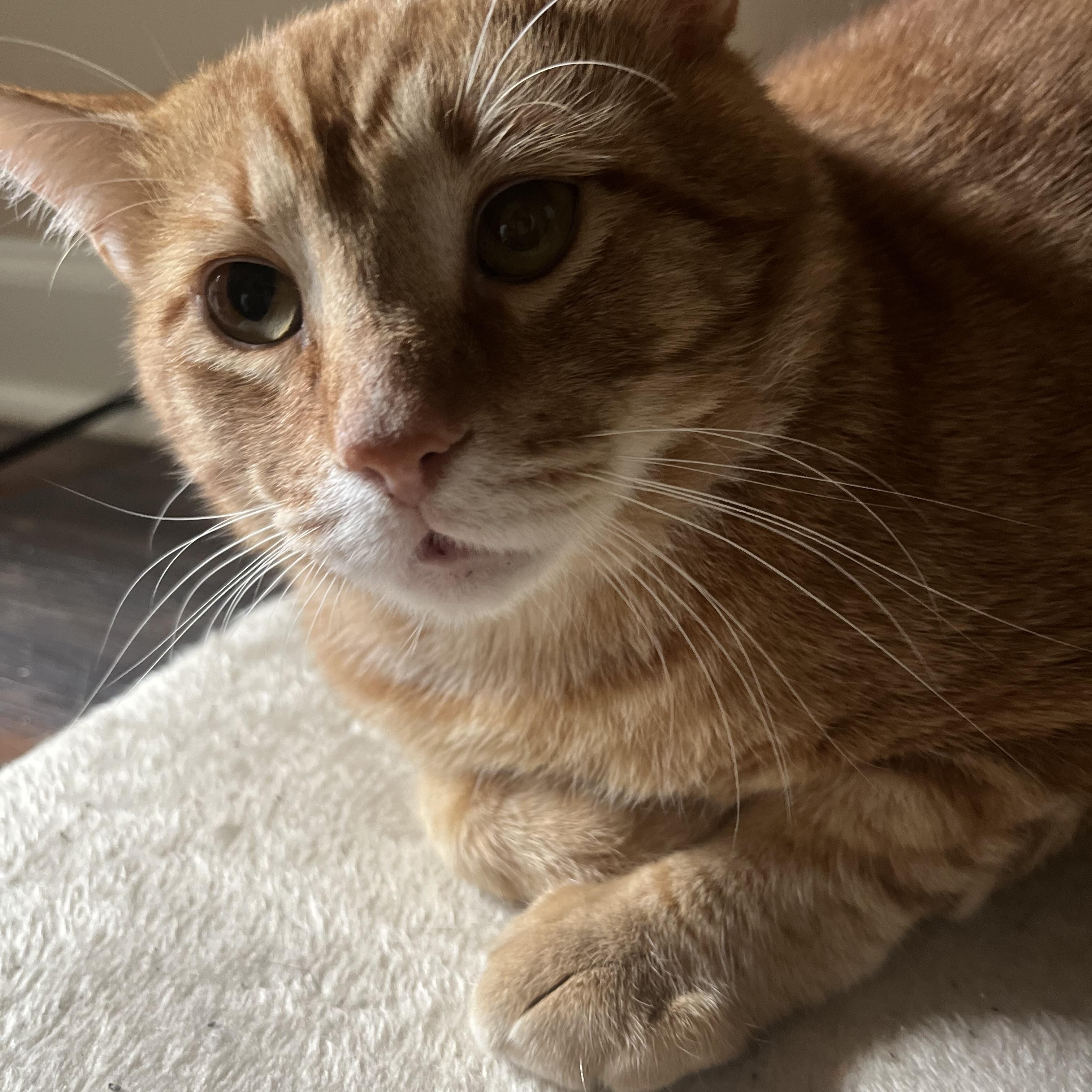 Enlarge Cheddar, a Adoptable Domestic Short Hair in Woodstock, GA image 2/3