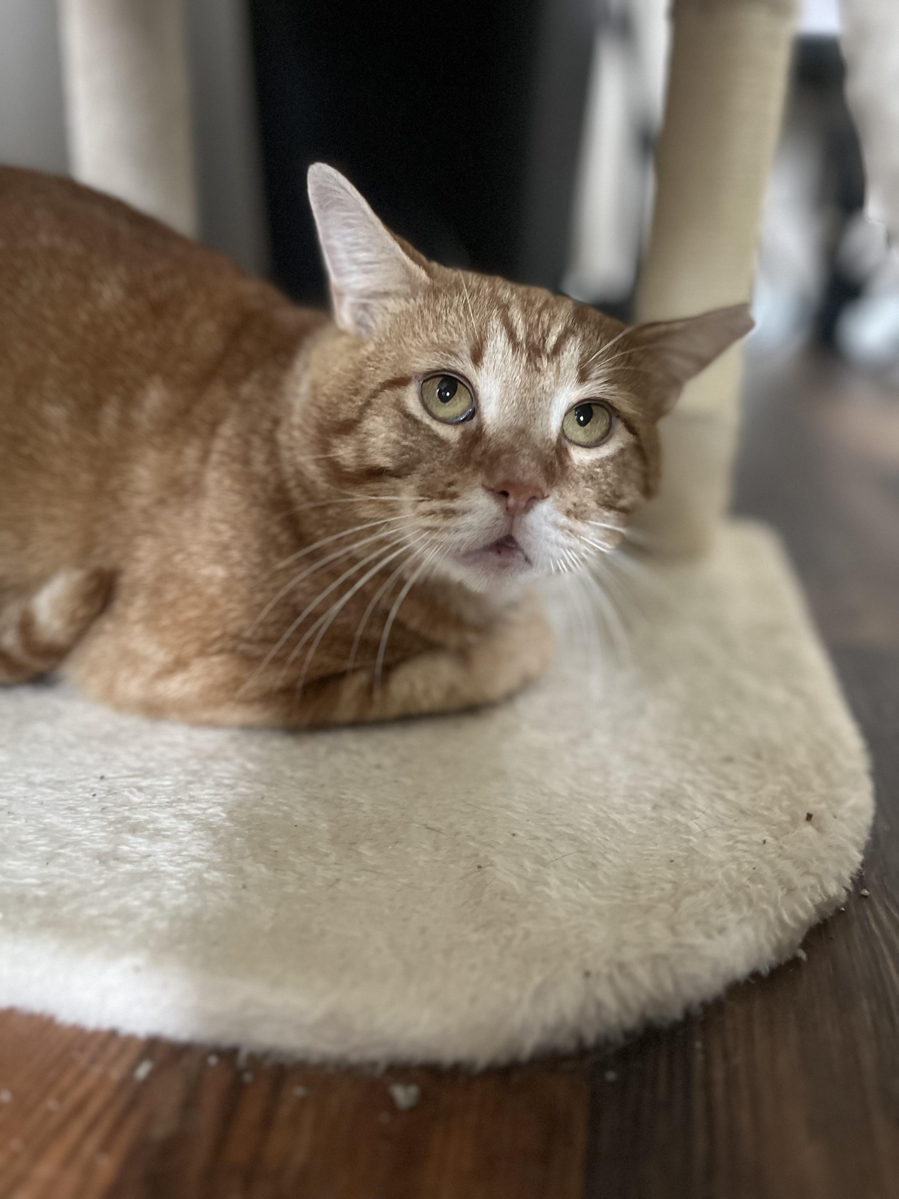 Enlarge Cheddar, a Adoptable Domestic Short Hair in Woodstock, GA image 1/3
