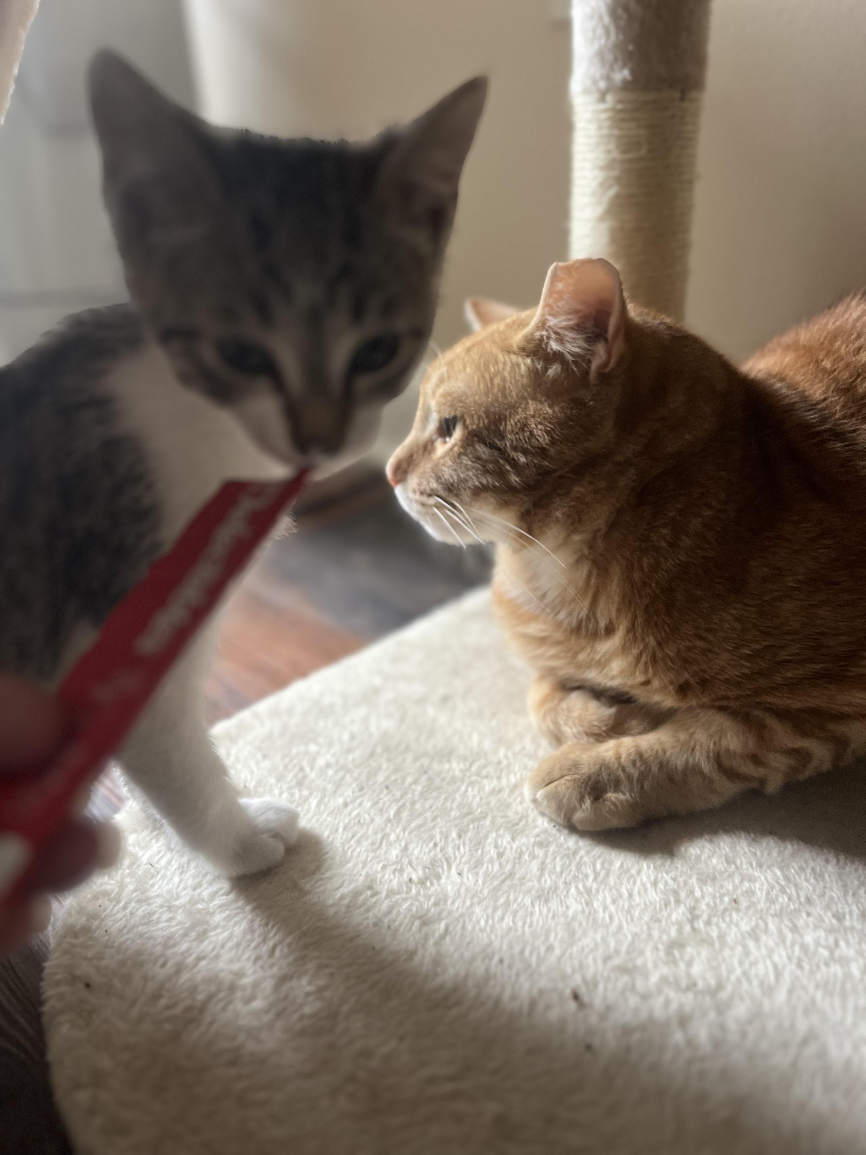 Enlarge Cheddar, a Adoptable Domestic Short Hair in Woodstock, GA image 3/3