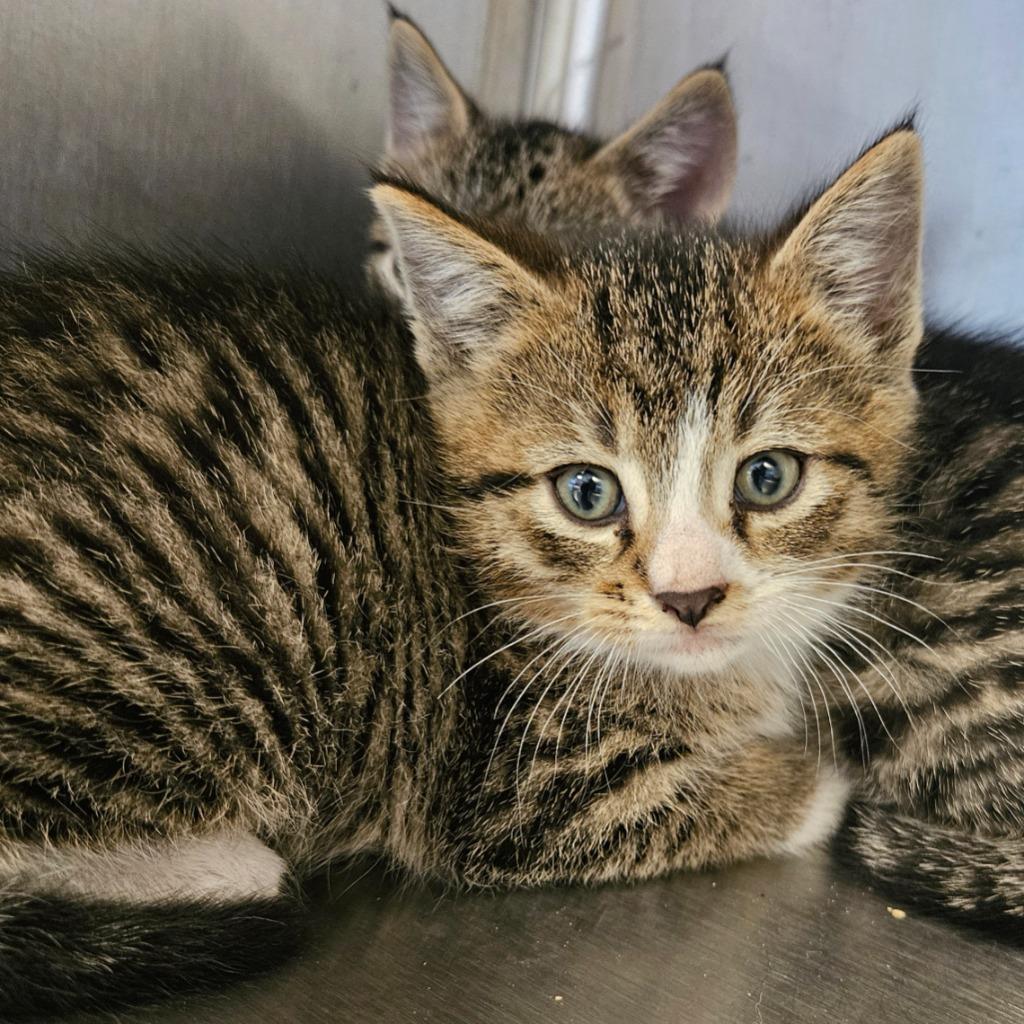 Barney, Adoptable, Kitten Male Domestic Short Hair.
