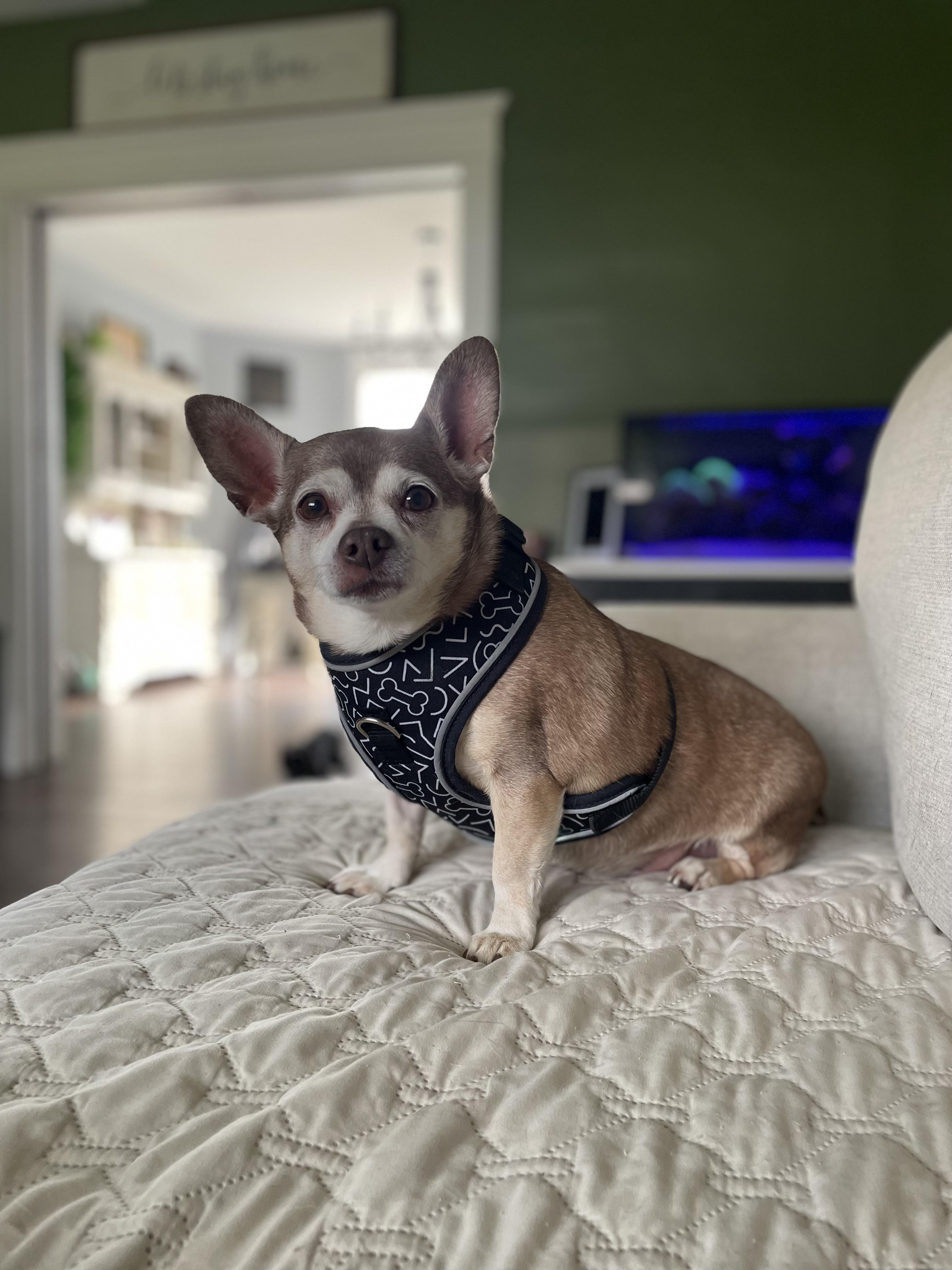 Rex, Adoptable, Senior Male Chihuahua.