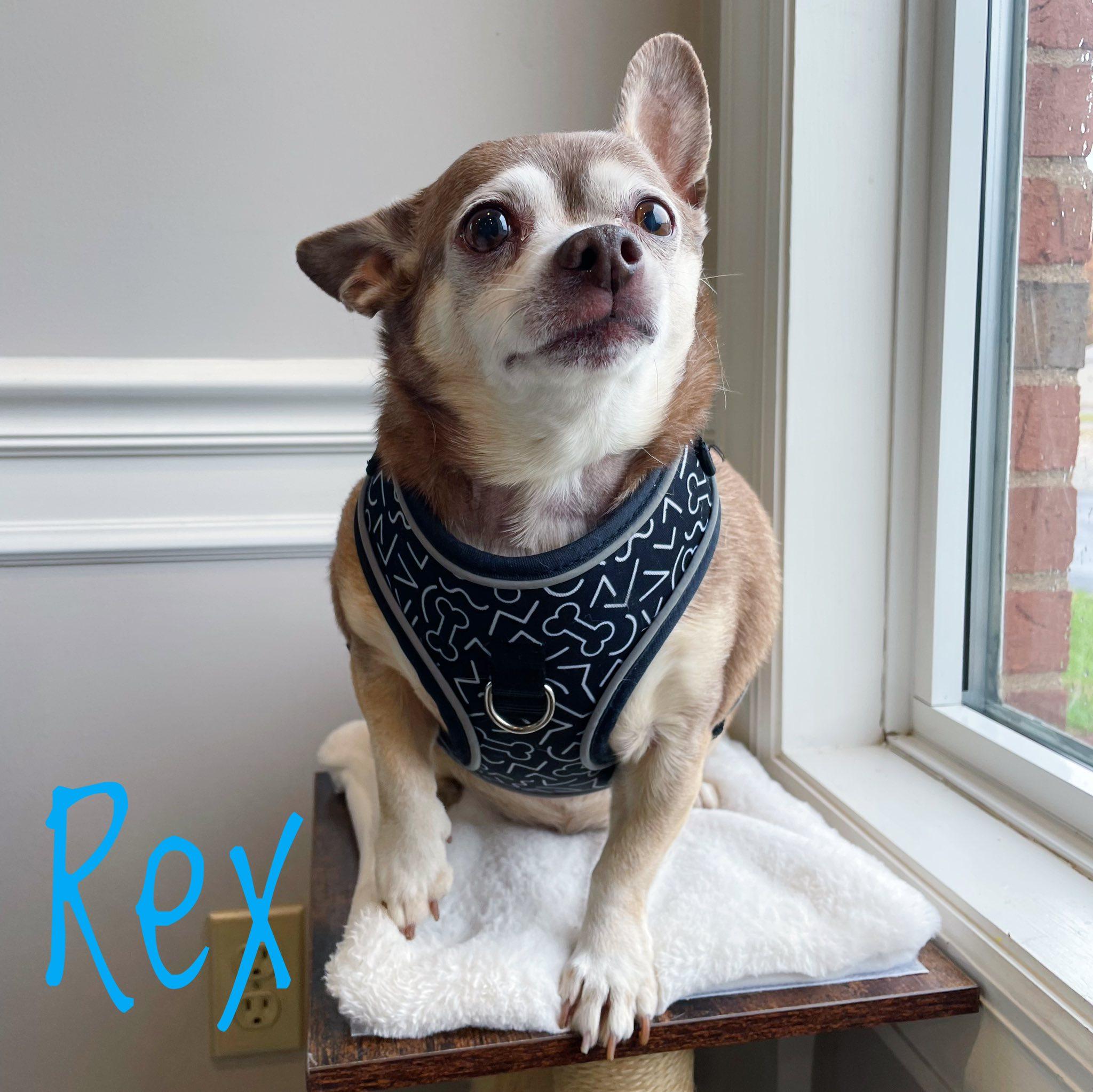 Rex, a Adoptable Chihuahua in Bethel, OH image 2/2