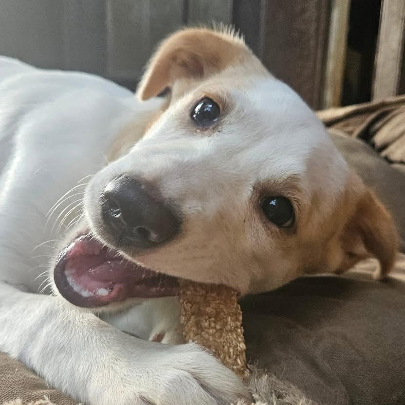 NARNIA (REDUCED ADOPTiON DONATION), Young Female Labrador Retriever