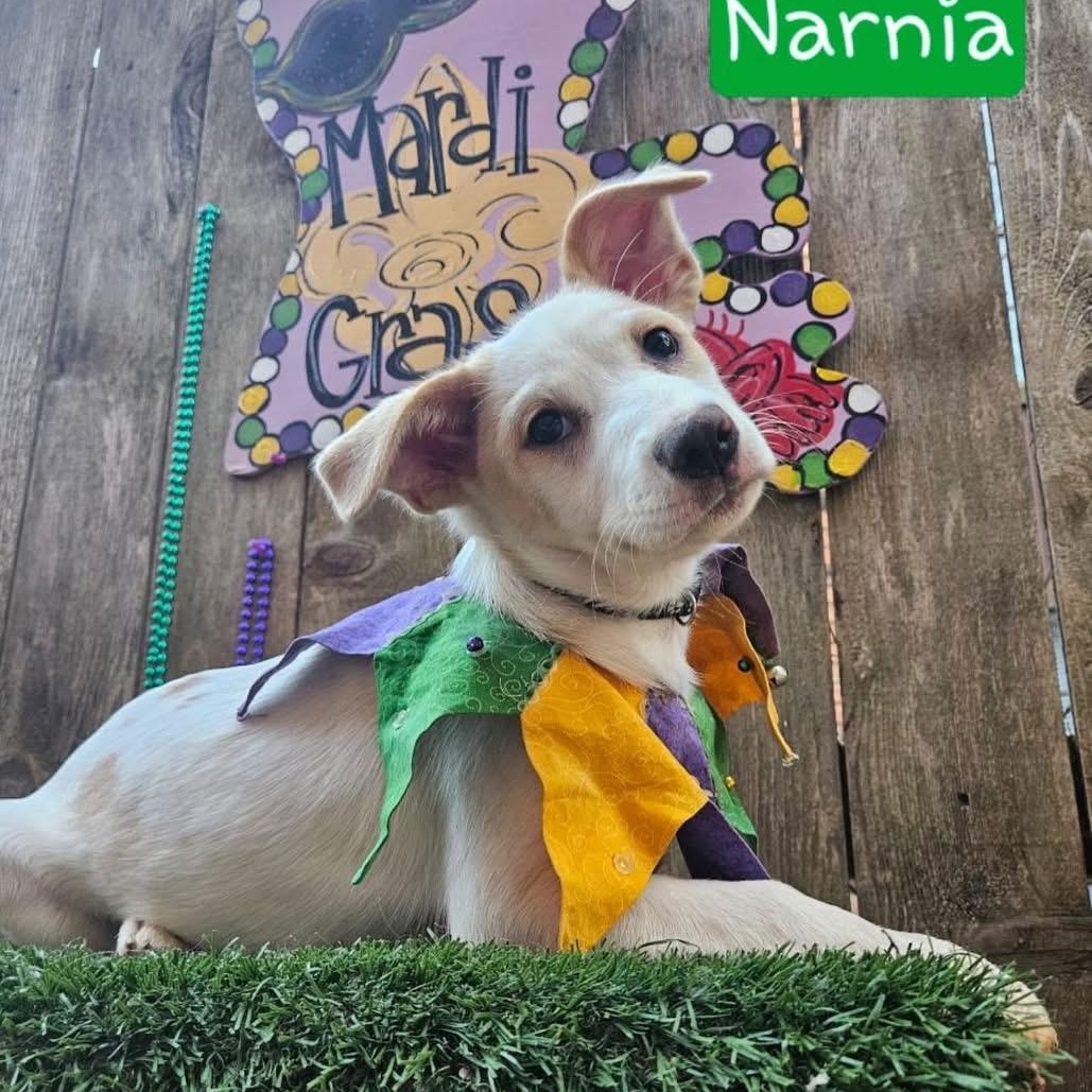 NARNIA (REDUCED ADOPTiON DONATION) photo 5