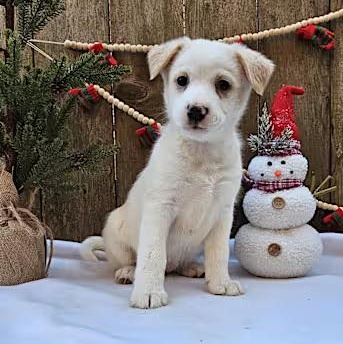 NARNIA (REDUCED ADOPTiON DONATION) photo 6