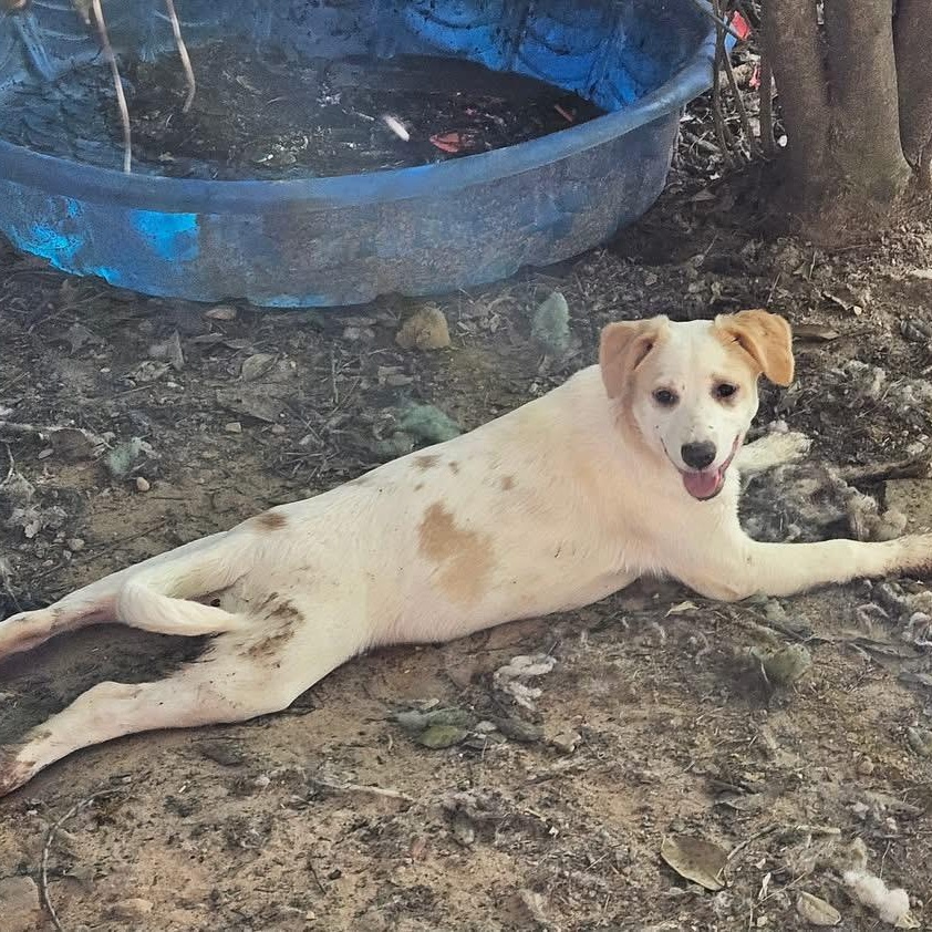 NARNIA (REDUCED ADOPTiON DONATION) photo 4