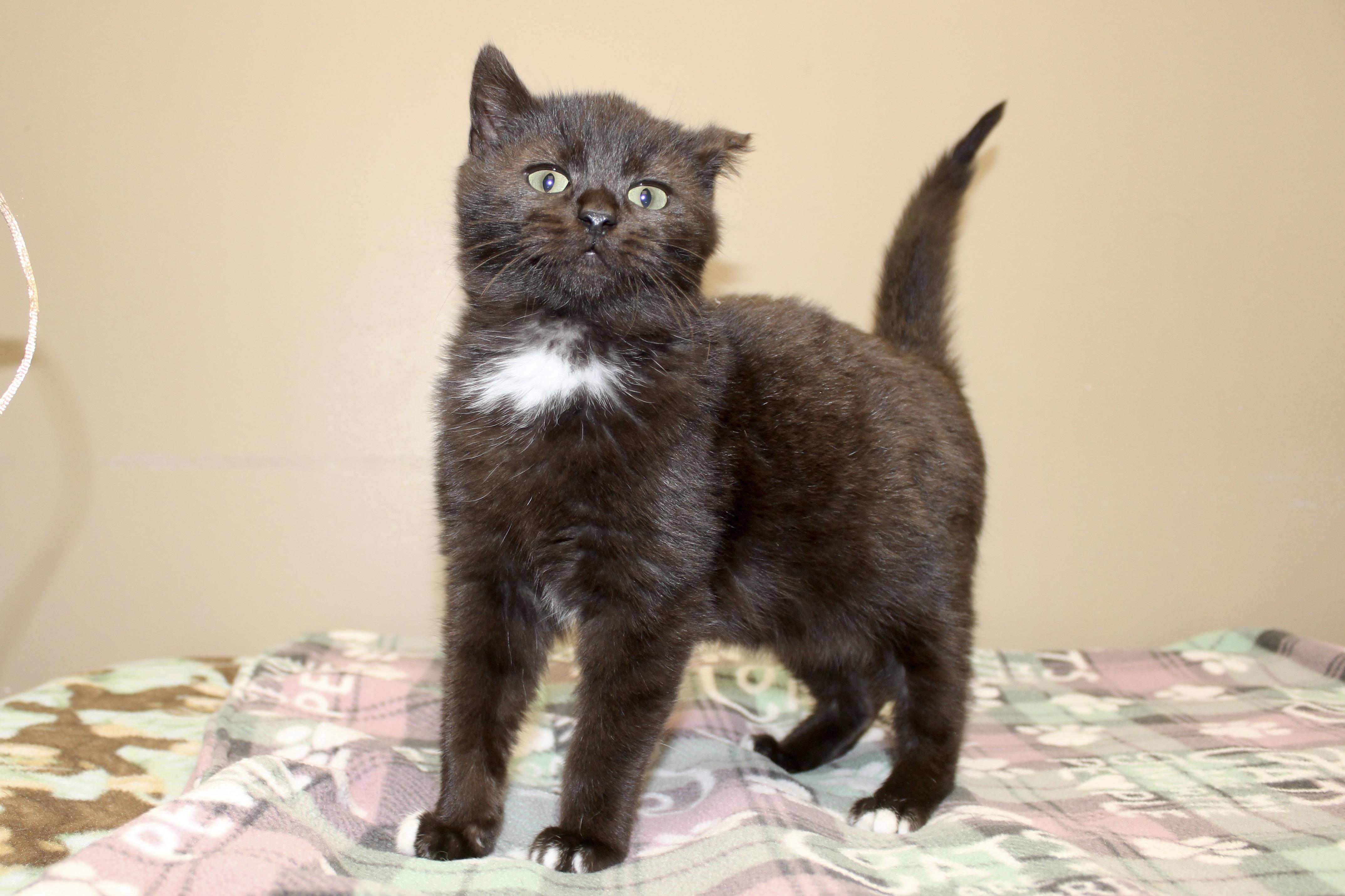 Enlarge ARAMIS, an adopted Domestic Short Hair in Brazil, IN image 4/4