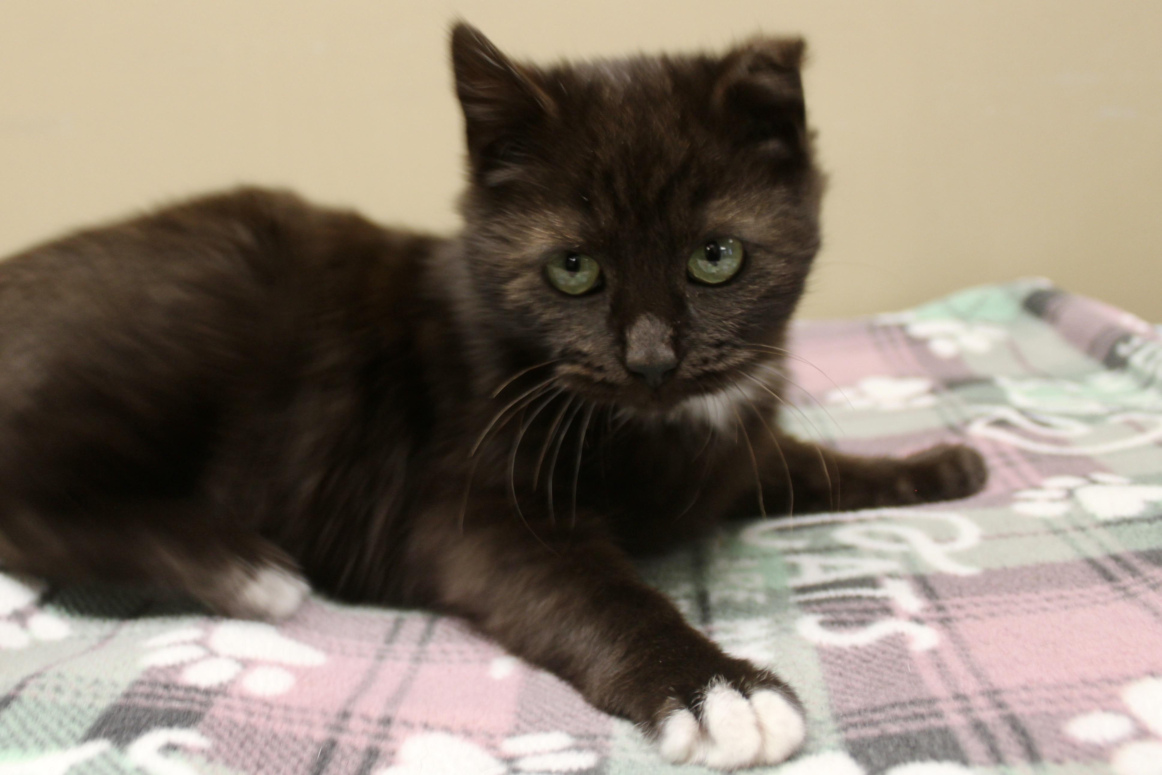 ARAMIS, adopted, Kitten Male Domestic Short Hair.