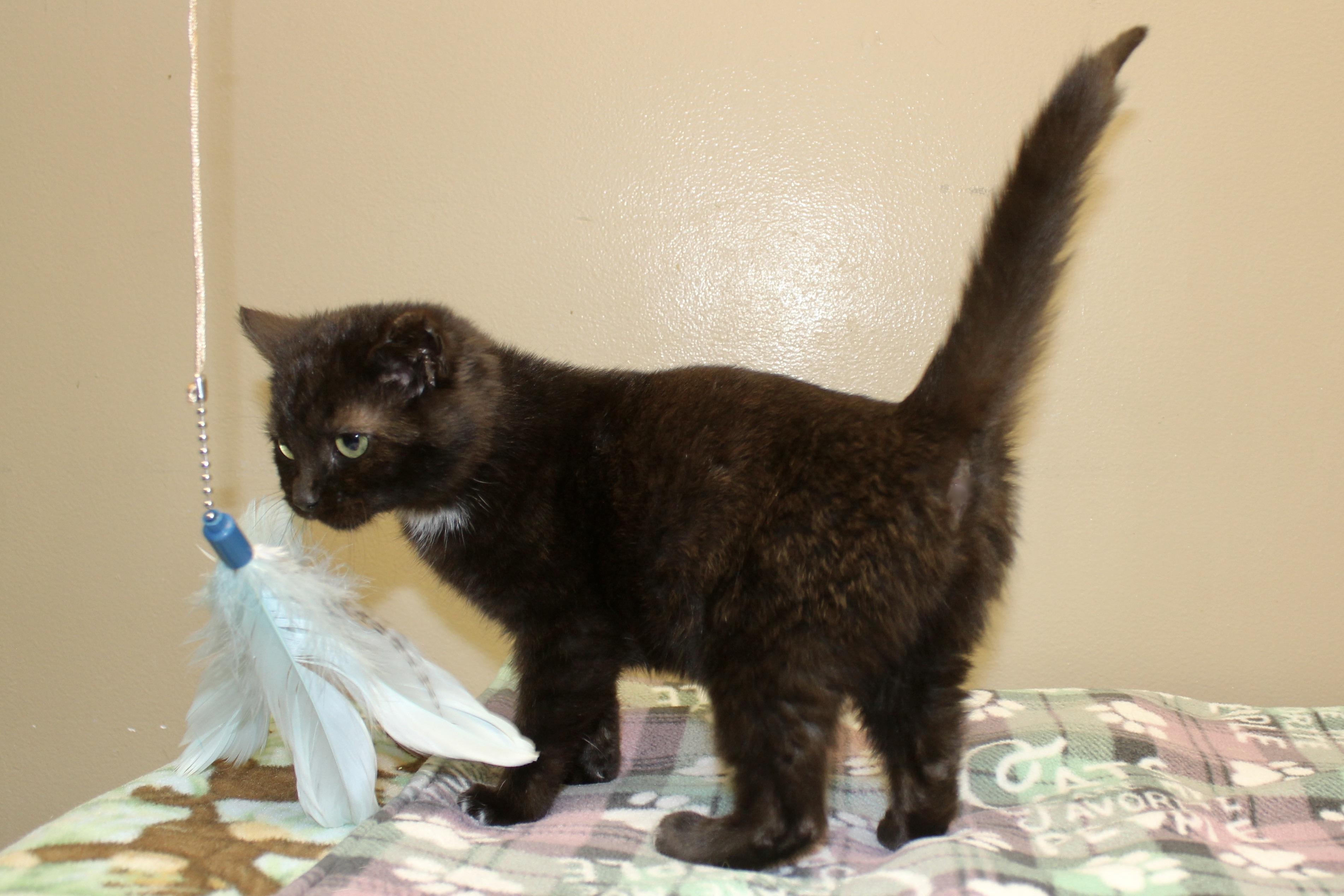 Enlarge ARAMIS, an adopted Domestic Short Hair in Brazil, IN image 3/4