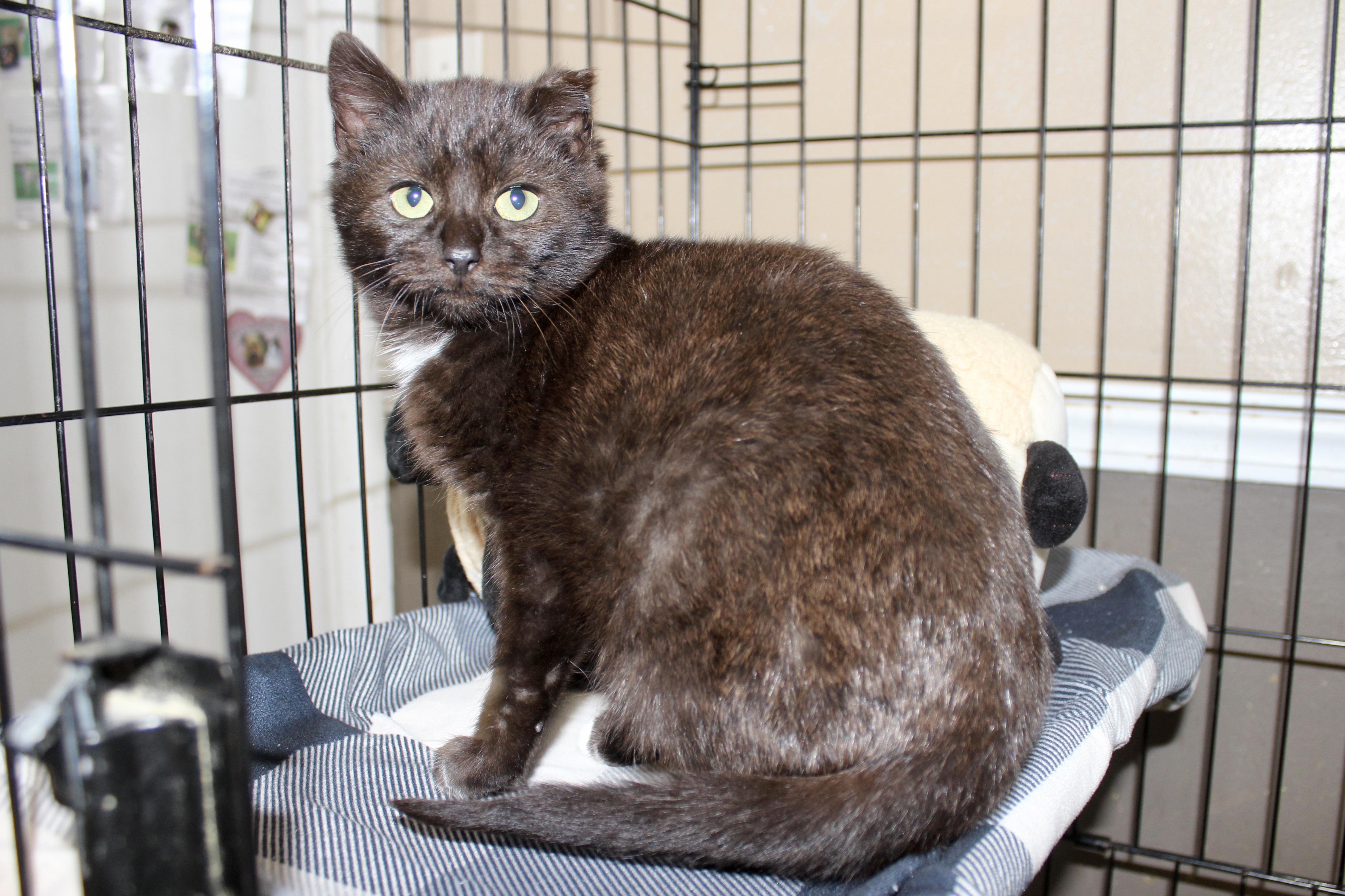 Enlarge ARAMIS, an adopted Domestic Short Hair in Brazil, IN image 2/4