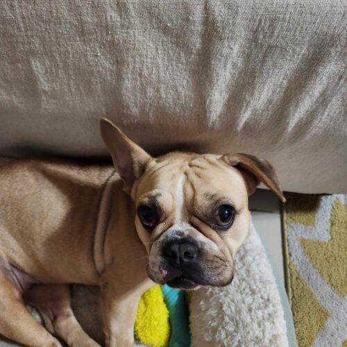 Shakira, a Adoptable mixed breed in Plantation, FL image 1/6