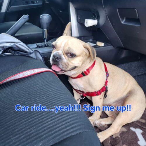 Shakira, a Adoptable mixed breed in Plantation, FL image 2/6