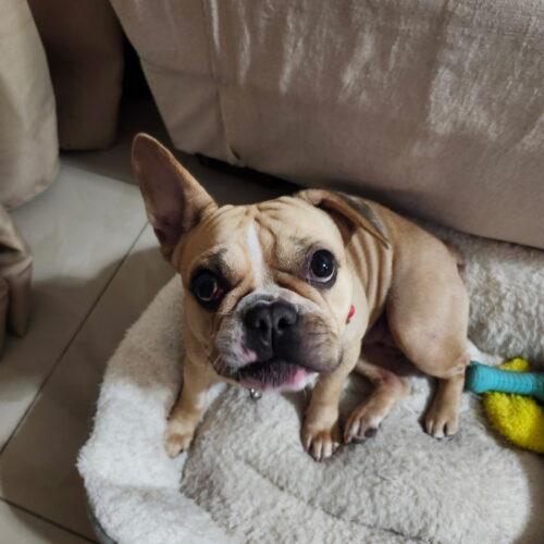 Shakira, a Adoptable mixed breed in Plantation, FL image 3/6