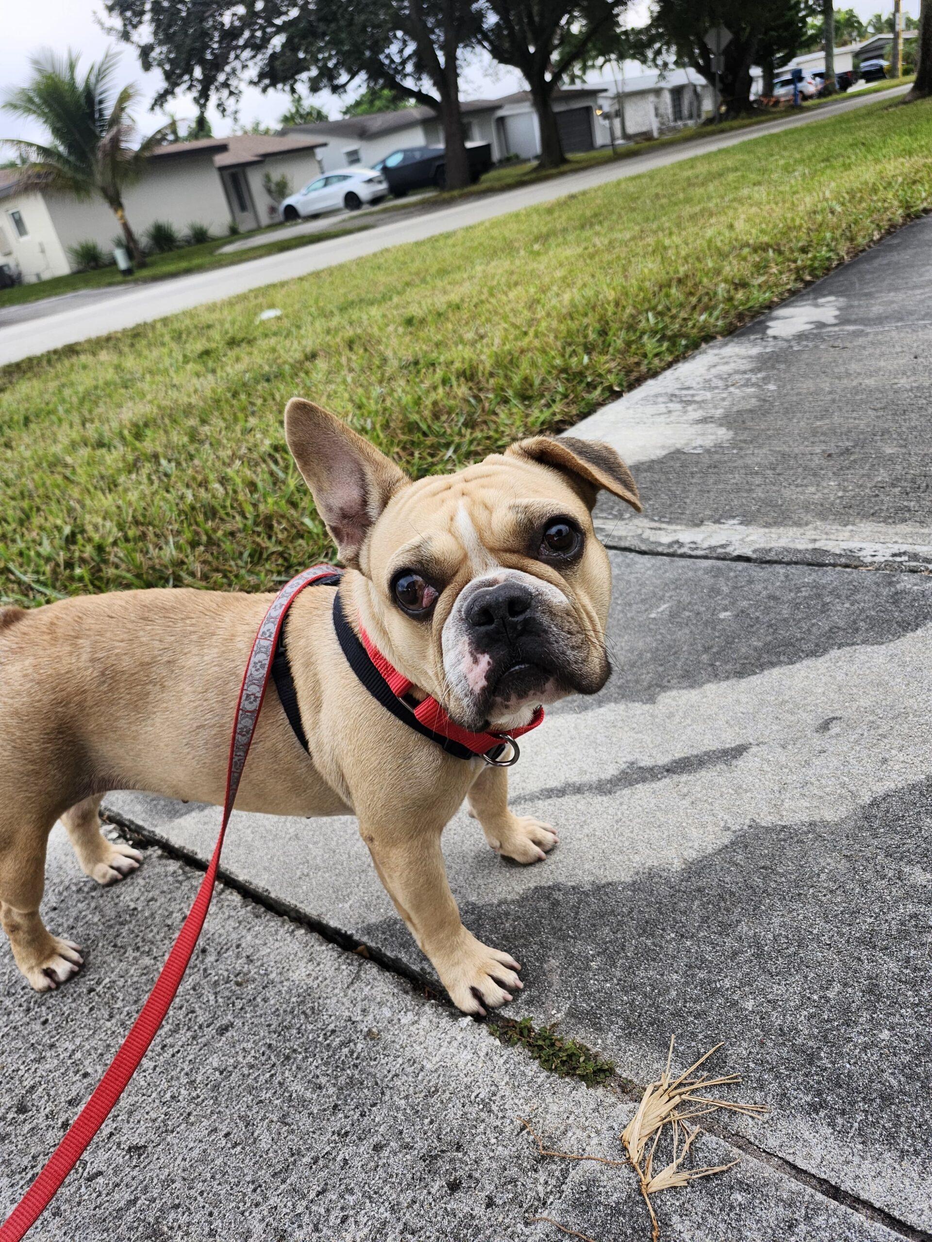 Shakira, a Adoptable mixed breed in Plantation, FL image 4/6
