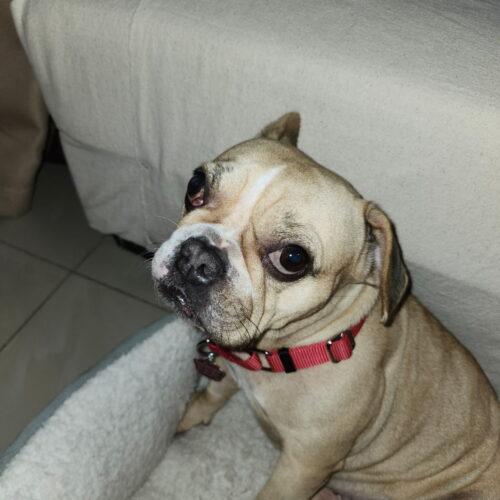 Shakira, a Adoptable mixed breed in Plantation, FL image 5/6