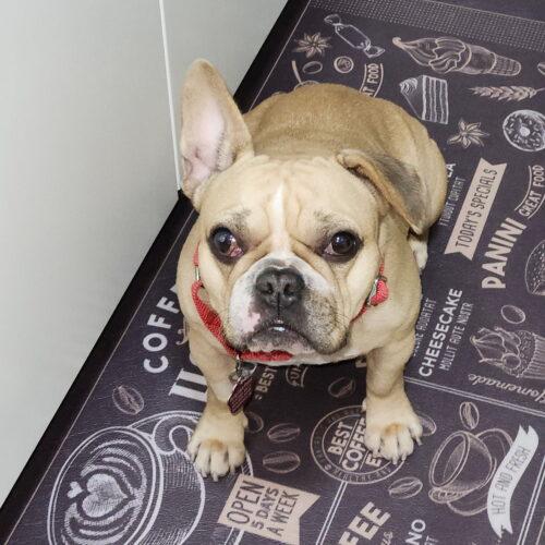 Shakira, a Adoptable mixed breed in Plantation, FL image 6/6