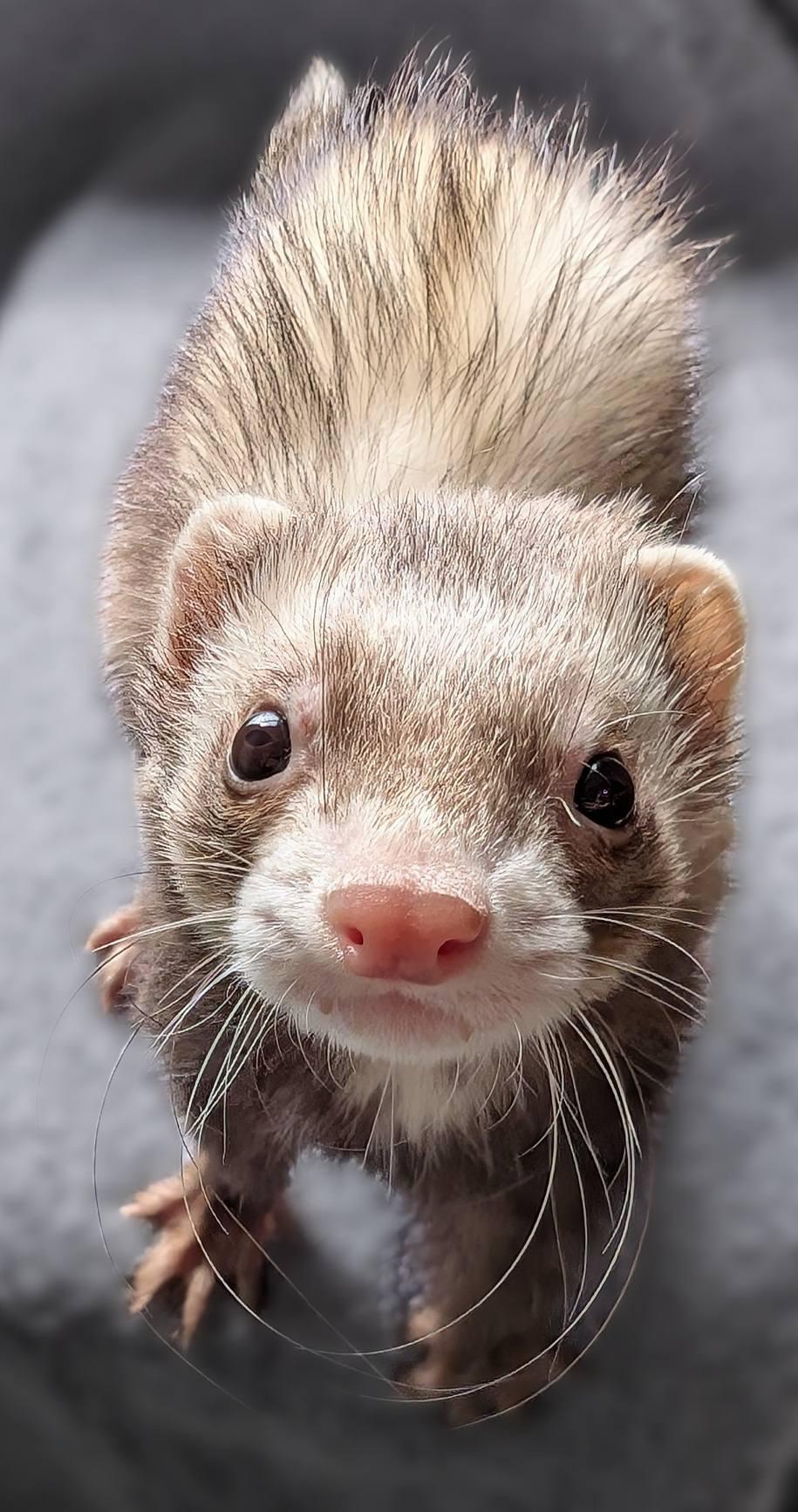 Enlarge Henrik, a Adopted Ferret in Cleveland, OH image 1/2