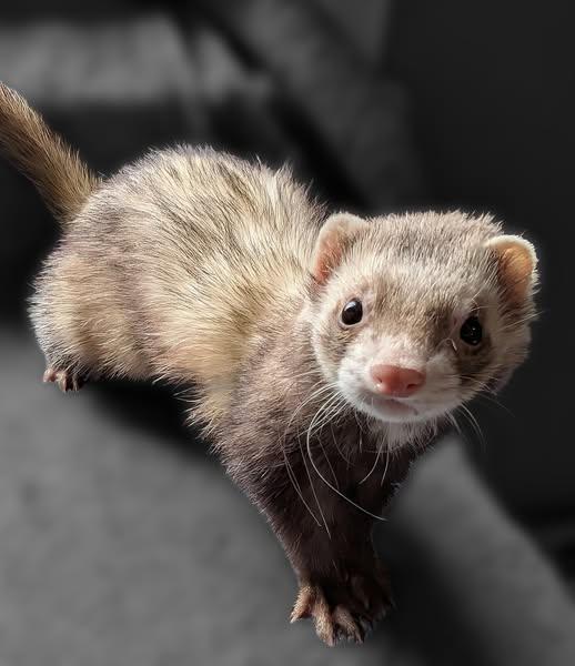 Enlarge Henrik, a Adopted Ferret in Cleveland, OH image 2/2