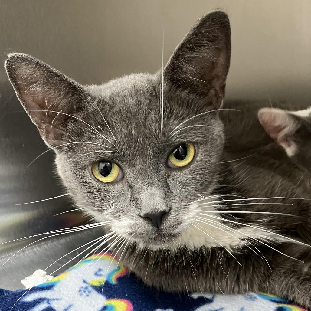 Evan, Adoptable, Adult Female Domestic Short Hair.