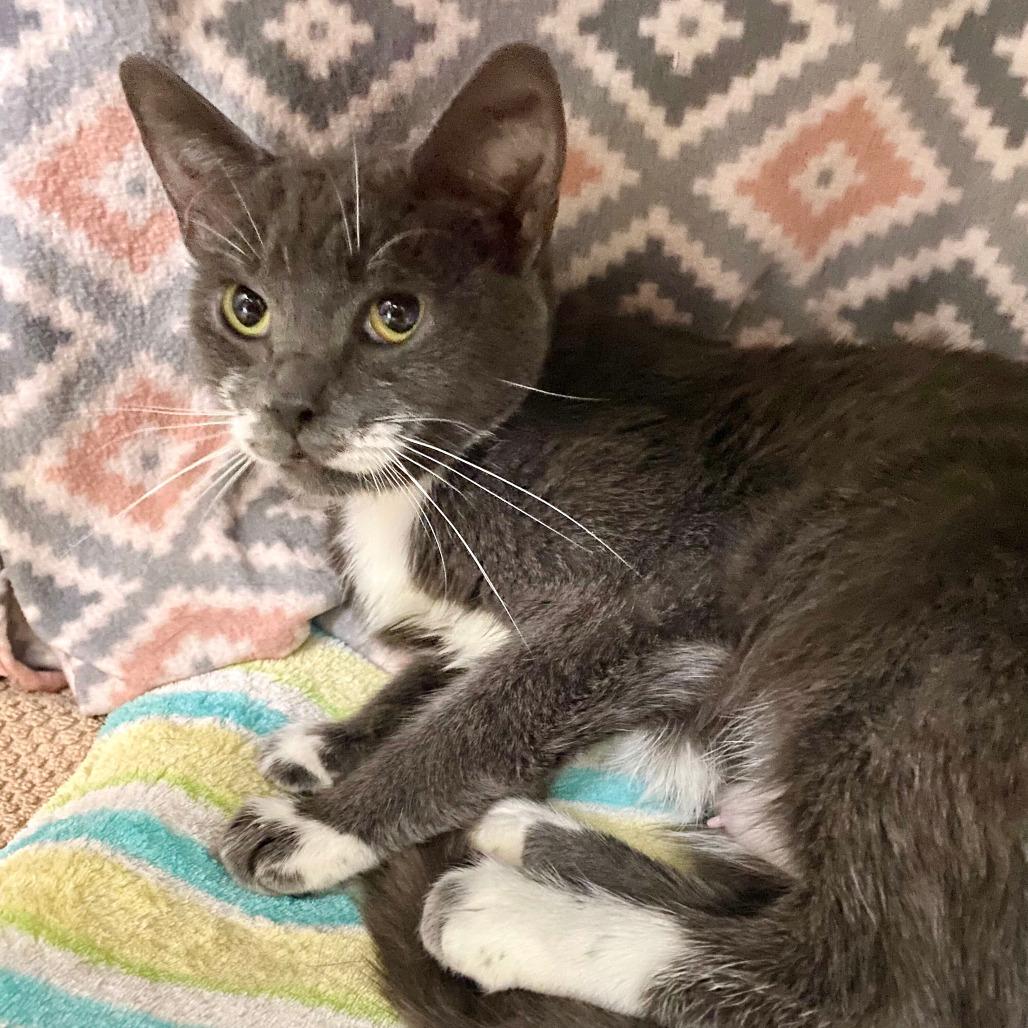 Enlarge Evan, a Adoptable Domestic Short Hair in Grand Rapids, MI image 2/2