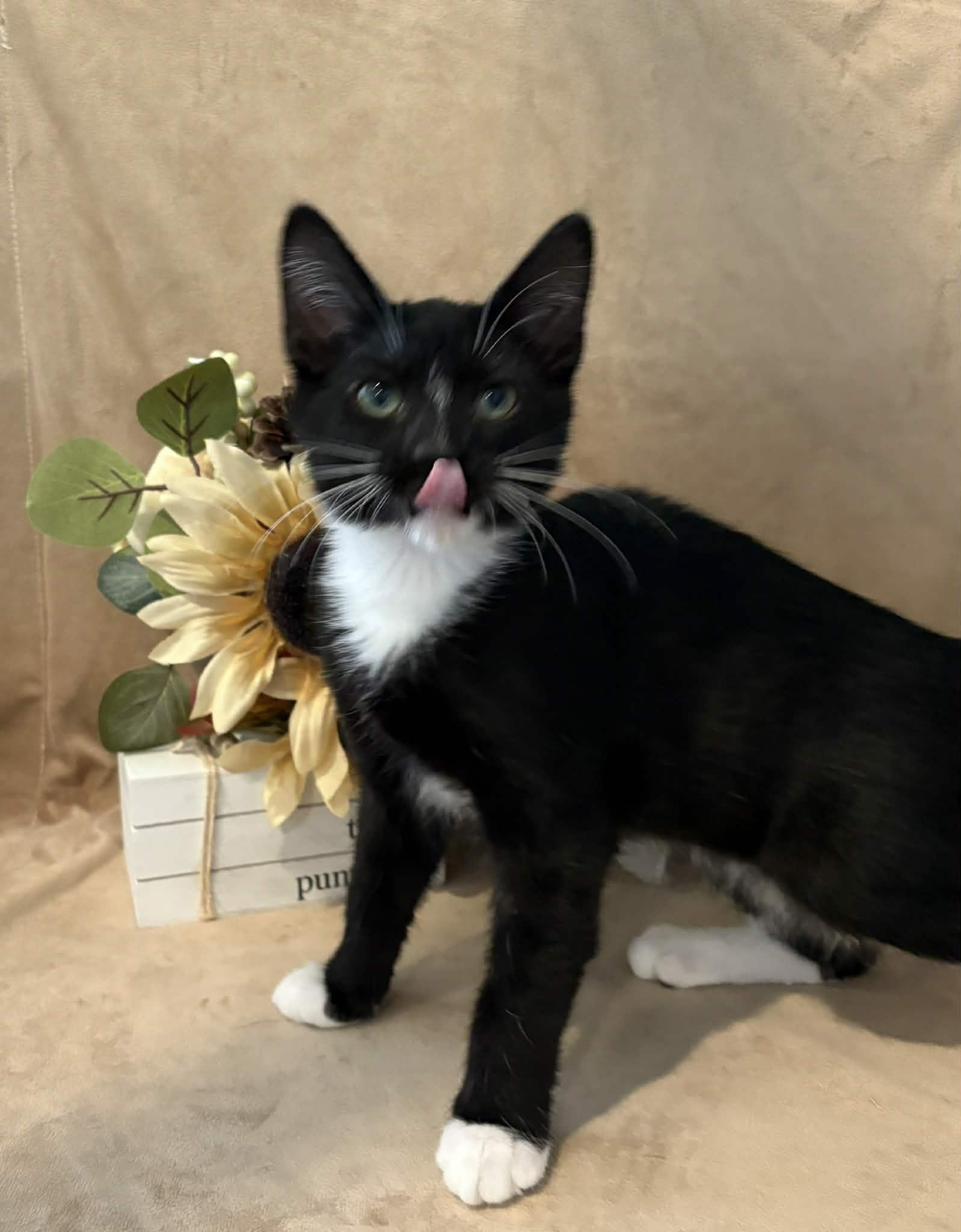 Sam I Am, a Adopted American Shorthair in Barboursville, WV image 1/2