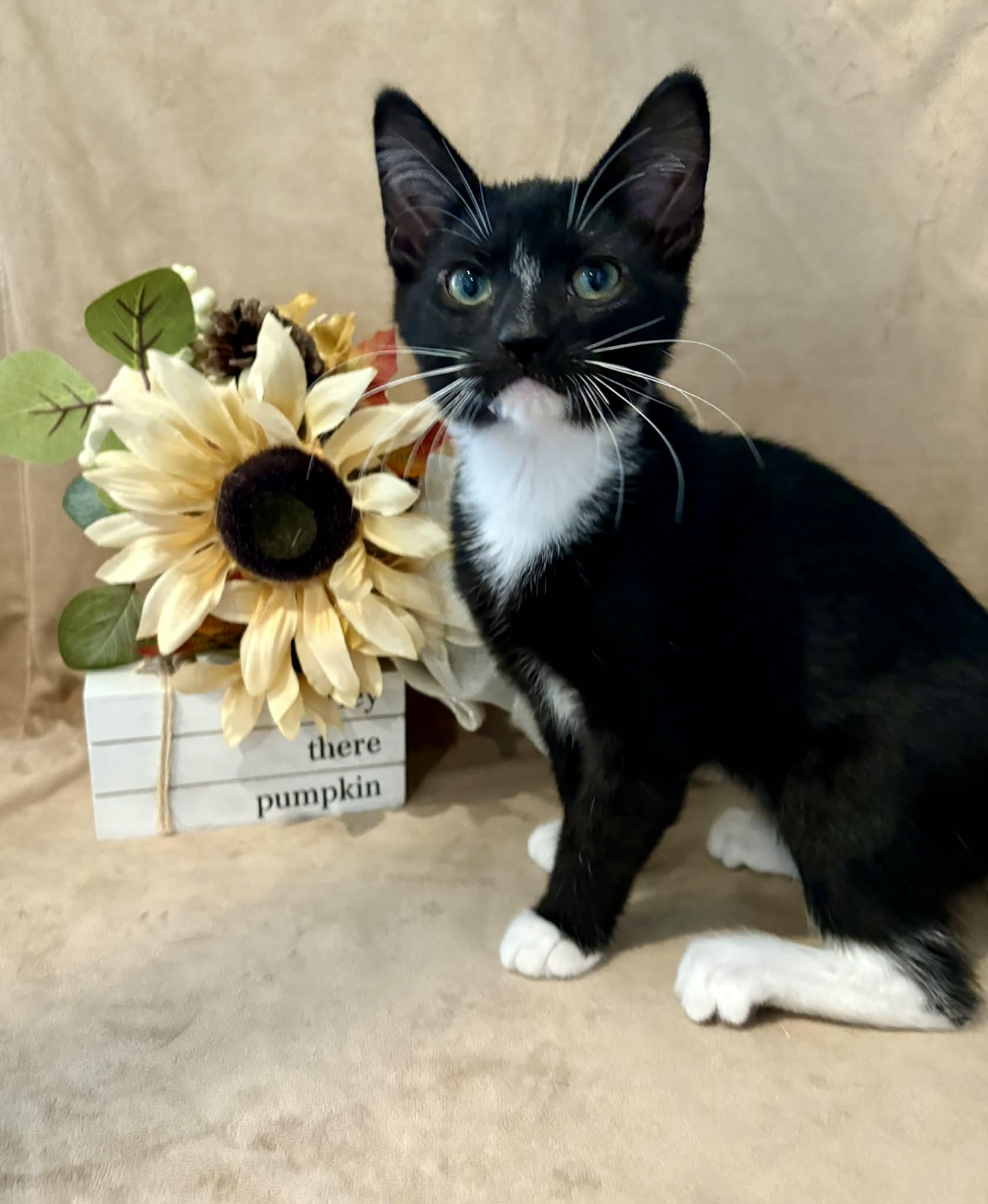 Sam I Am, a Adopted American Shorthair in Barboursville, WV image 2/2