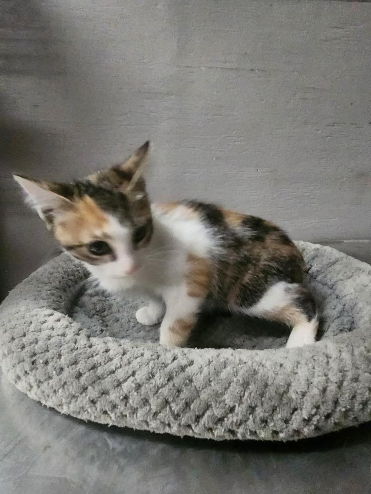 RYLEE, Adoptable, Young Female Domestic Short Hair & Calico.