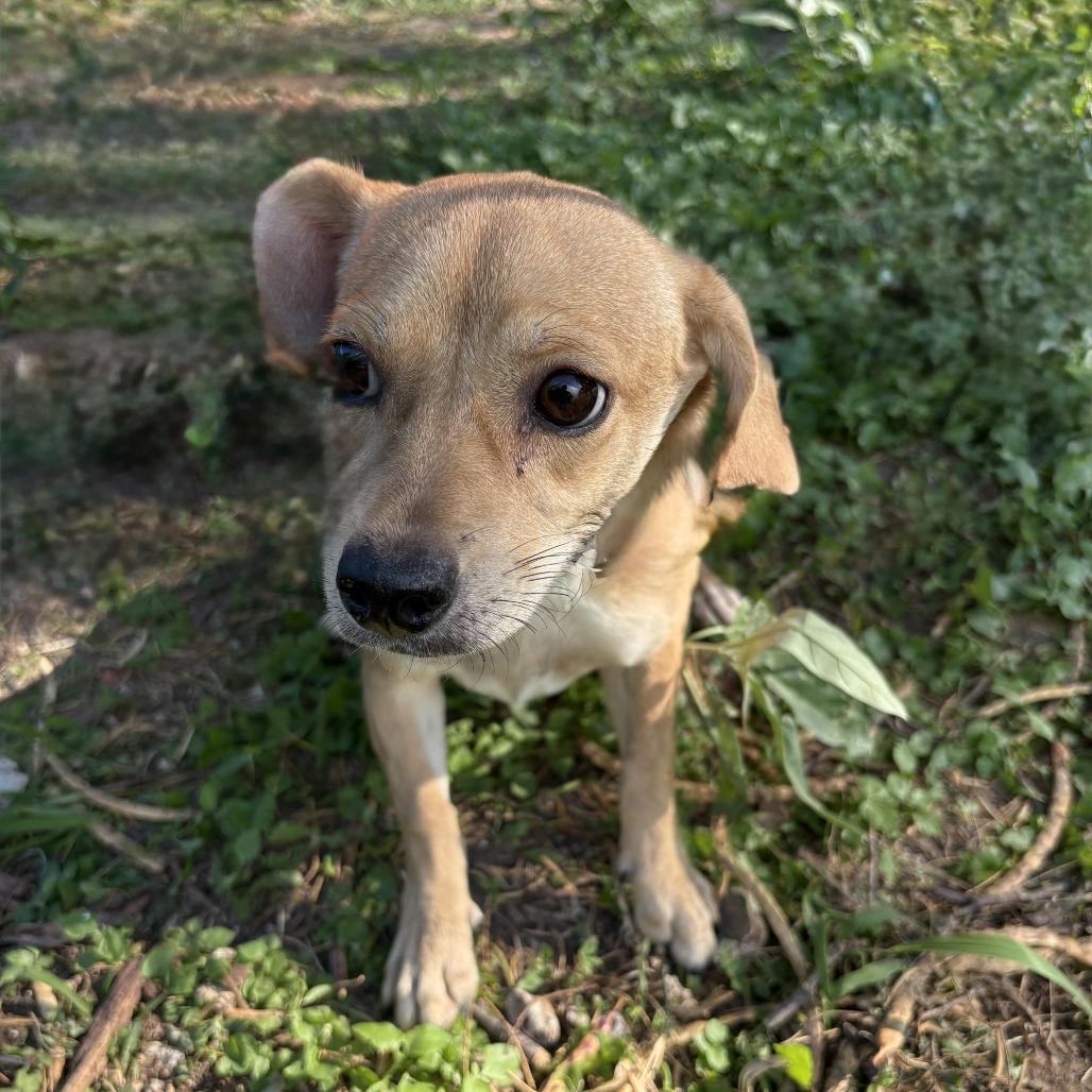 Mimi, Adoptable, Young Female Beagle & Mixed Breed.