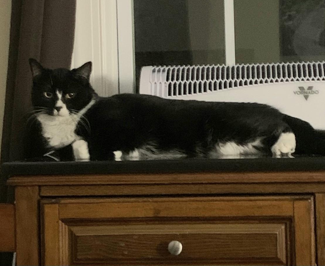 Jellyroll, a Adoptable Domestic Short Hair in Greenville, NC image 6/6