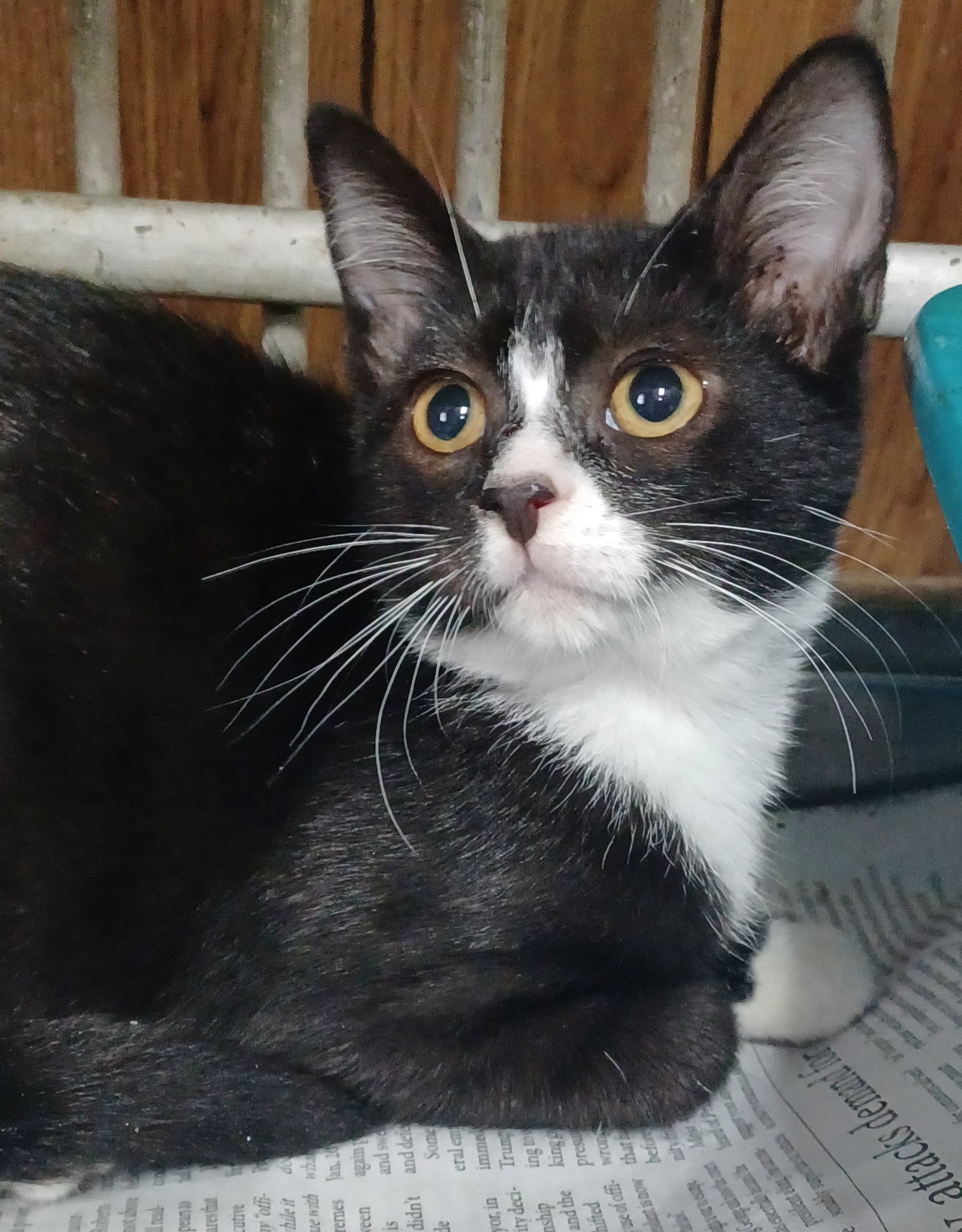 Jellyroll, a Adoptable Domestic Short Hair in Greenville, NC image 2/6