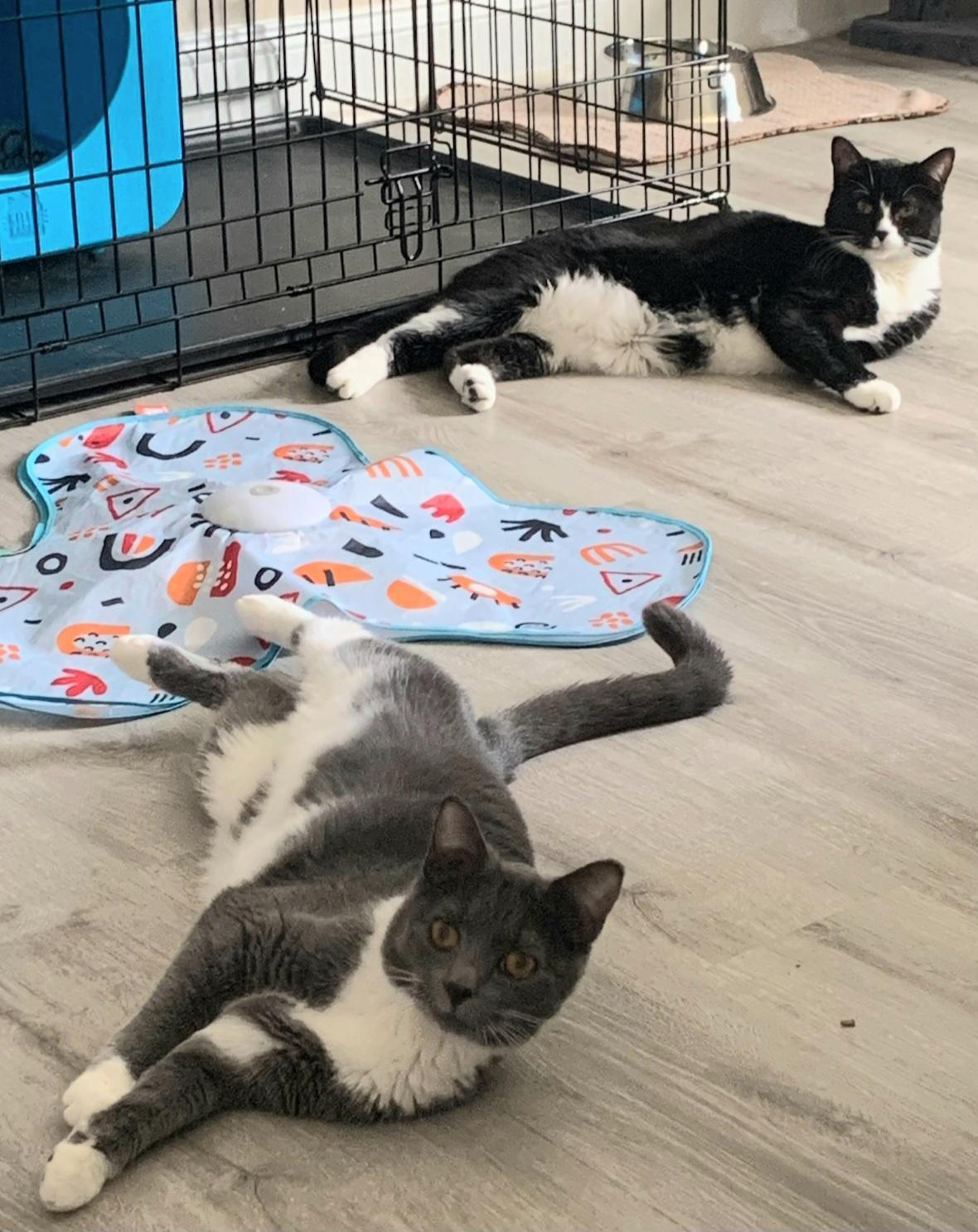 Jellyroll, a Adoptable Domestic Short Hair in Greenville, NC image 5/6